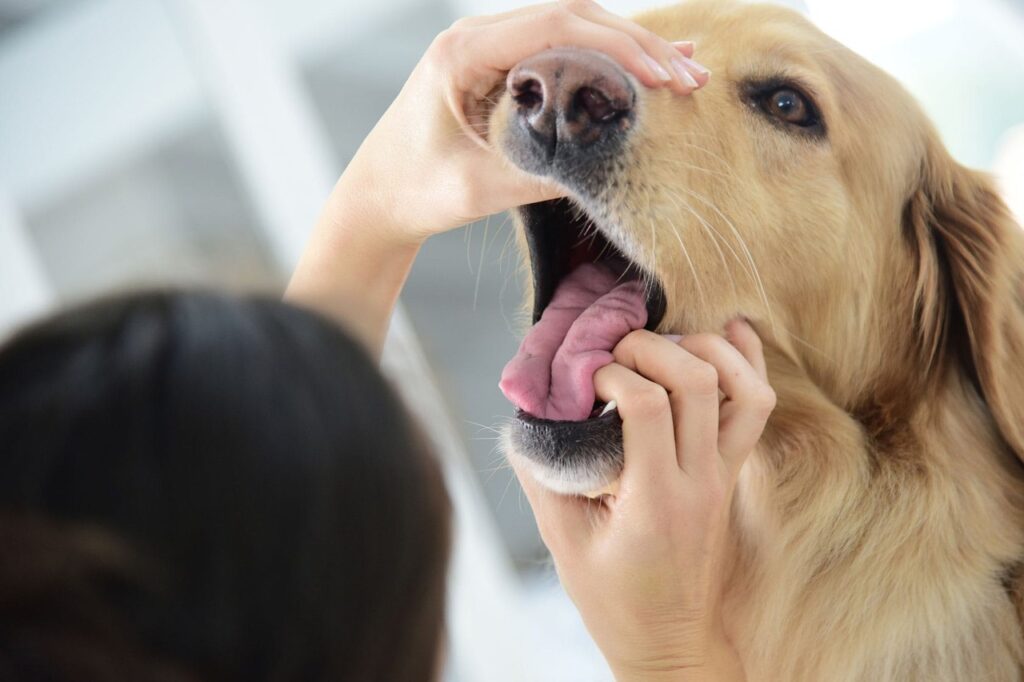 Стоматолог для собаки, кошки в городе Электросталь veterinarian dentist for animals dental treatment